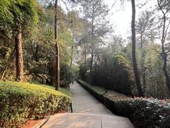 -铁山坪森林公园