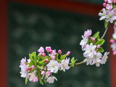 -海棠花溪(元大都城垣遗址公园)