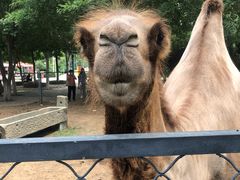 -长白岛森林公园