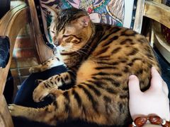 -more than meow吴止猫主题餐厅(承德 中船汇店)