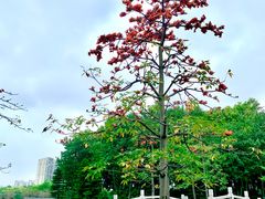 -映月湖公园
