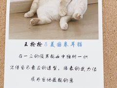 -猫腻·猫咖·撸猫馆(星光大道店)