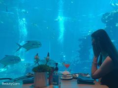 -海棠湾洲际-涛·海底餐厅·美人鱼·自助餐·海底隧道