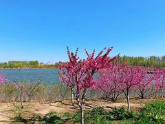 -东郊湿地公园