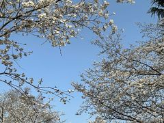 -武汉大学-樱园