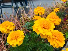 -黄海国家森林公园