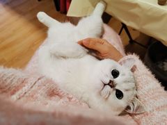 -东方名猫馆·英短金渐层布偶猫舍(环线广场1号楼店)