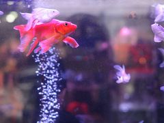 -溪岸路花鸟市场