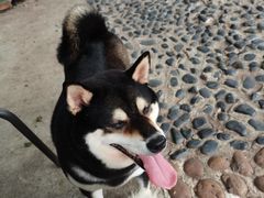 -柴犬高等学院·狗咖·柴犬售卖·宠物训练