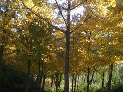 android_upload_pic-石家庄市植物园