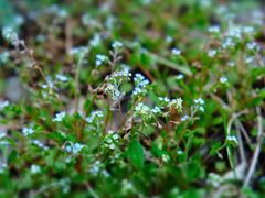 -济南国际园博园