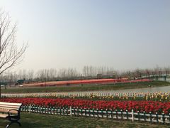 iphone_upload_pic-荷兰花海