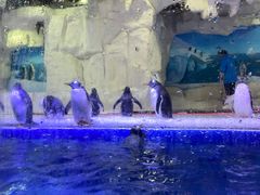 -华夏文旅海洋公园