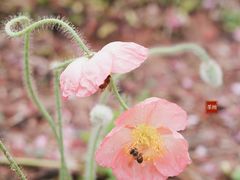 -狐尾山公园