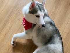 -Husky Go! 哈士奇体验馆·宠物咖啡厅狗咖