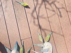 -燕塞湖鸟语林景区