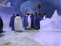 -海合安成都极地海洋公园