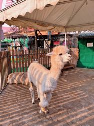 -萌宠亲子动物乐园(槐房万达店)