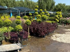 -龙大花卉苗木市场