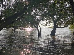 -宝安西湾红树林湿地公园
