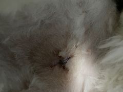 -pd派德宠物中心医院24H急重症·眼科中心·血液透析中心(嵩山北路店)