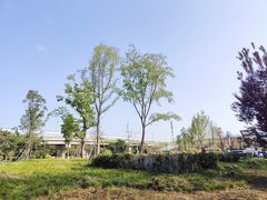 -神仙树公园