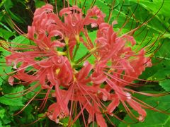 -黄海国家森林公园