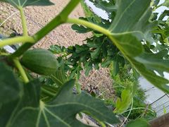 -小鱼草莓采摘园农家乐·小鱼餐厅