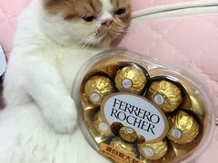 -爱侣宠医·鹦鹉专科·小型哺乳类·异宠专科(灵石路店)