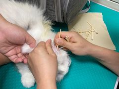-北京观赏动物医院·24小时大型综合·猫专科·异宠专科