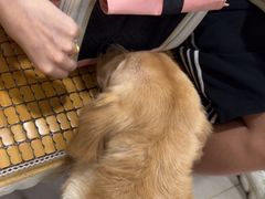 -佳雯宠物医院·皮肤科·内外科(春晓路分院)