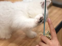 -袖虎·猫馆(体育西路店)
