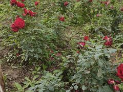 -汉长安城未央宫国家考古遗址公园