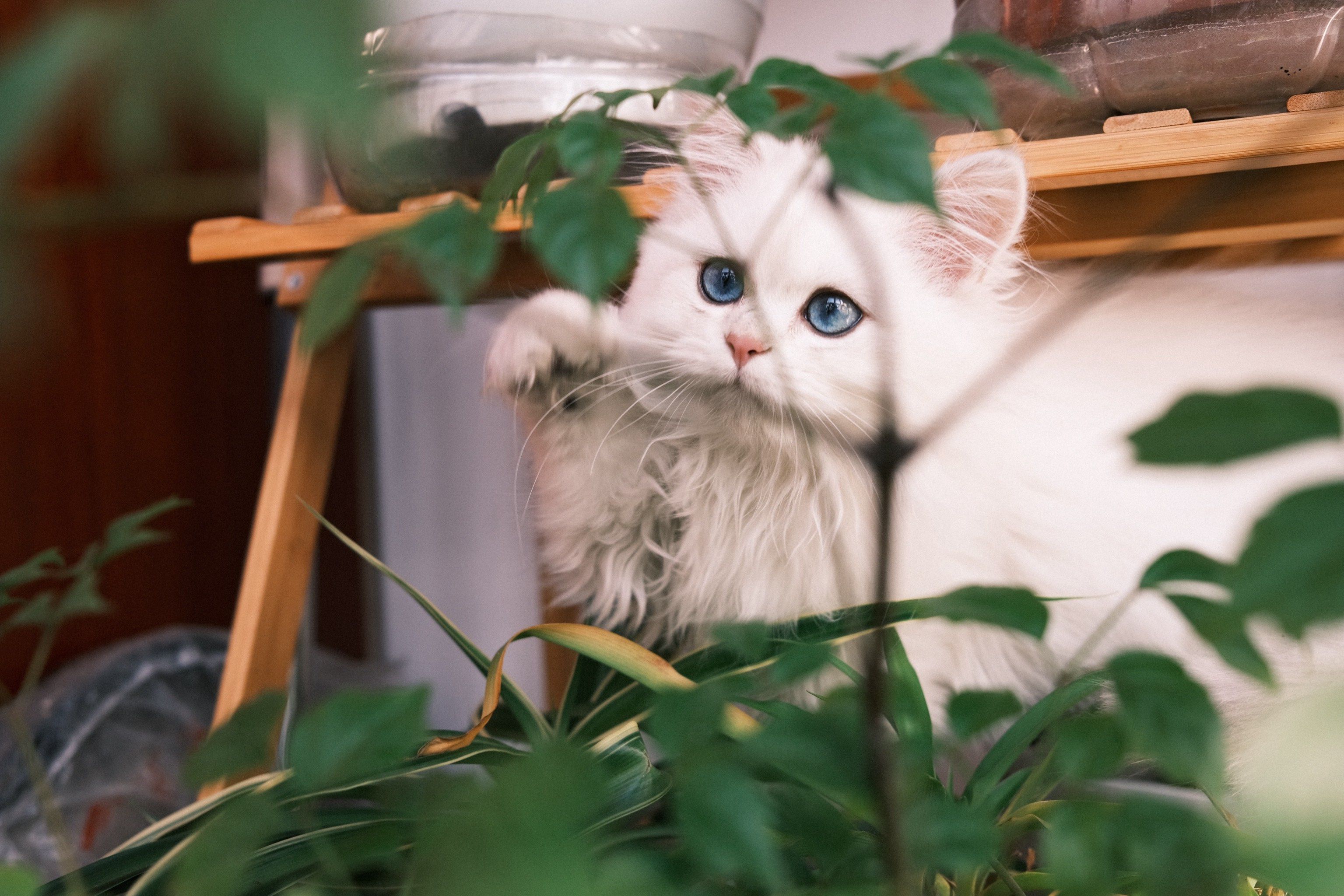 谁能拒绝可爱的小猫咪93.