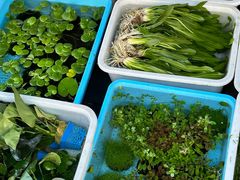 -青石桥花鸟鱼虫市场(叠翠城店)