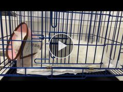 -可蒙动物医院·猫科·骨科中心(首义路店)