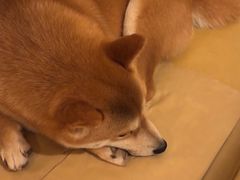 -柴の食堂·日式家庭料理·熊之肆(大学路店)
