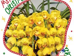 -双季花艺园艺市场(浦东店)