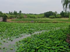 -阳澄湖半岛旅游度假区