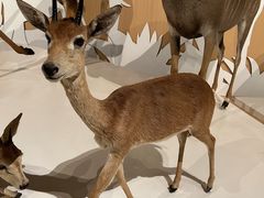 -陕西自然博物馆