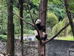 -都江堰中华大熊猫苑