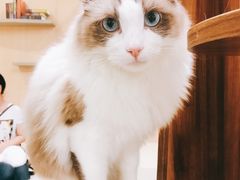 -飞行喵MR PILOT|猫舍·猫咖(静安大融城店)