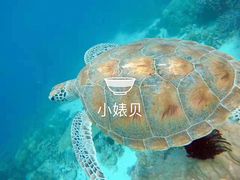 -马奴干岛