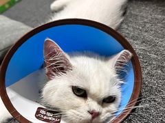 -御宝贝·A梦猫科宠物医院(国际猫友好医院)