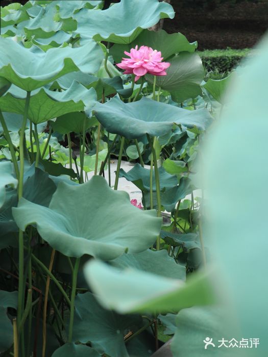 沙湖公园图片