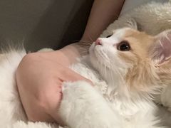 -小猫来了·猫舍(红山六九七九店)
