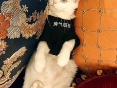 -伟伟宠物医院·瑞派猫友好医院·猫科(光谷店)