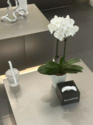 -DL HOPE造型