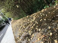-井冈山风景名胜区
