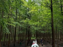 -日照海滨国家森林公园